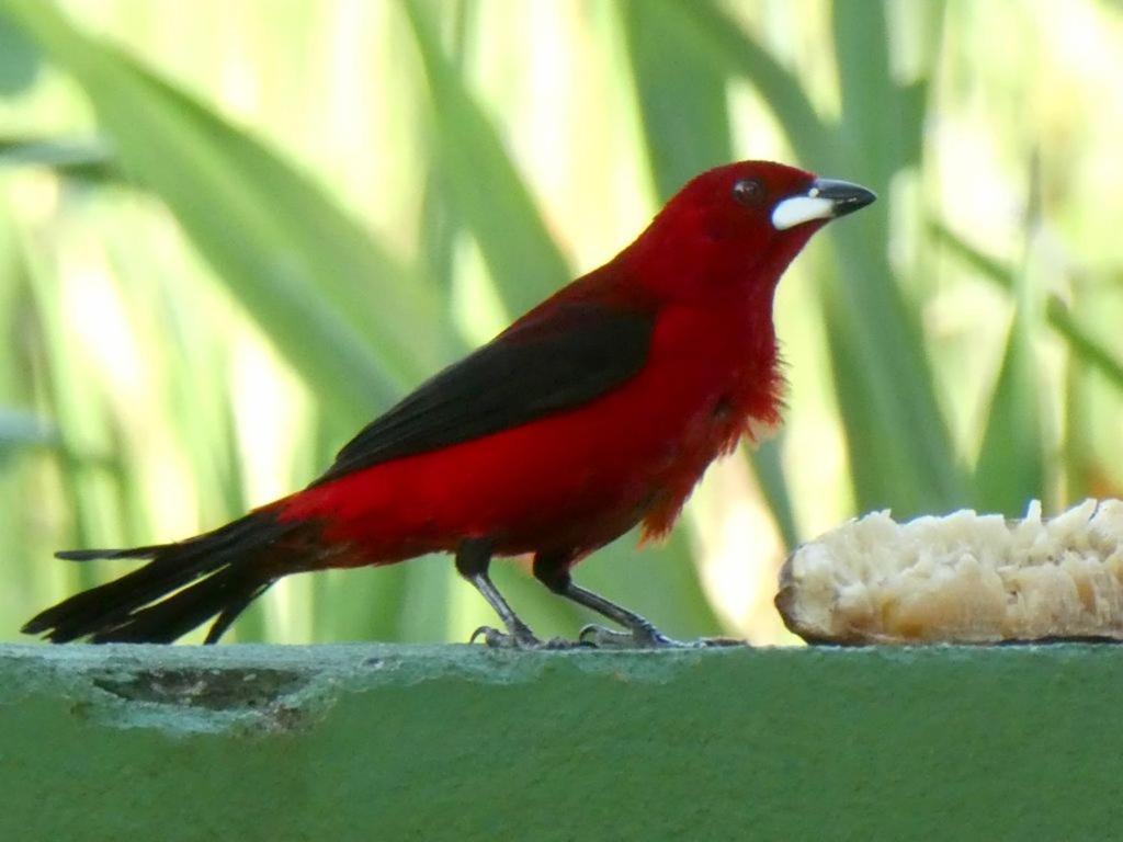Pousada Mangue Seco Itaunas  Bagian luar foto