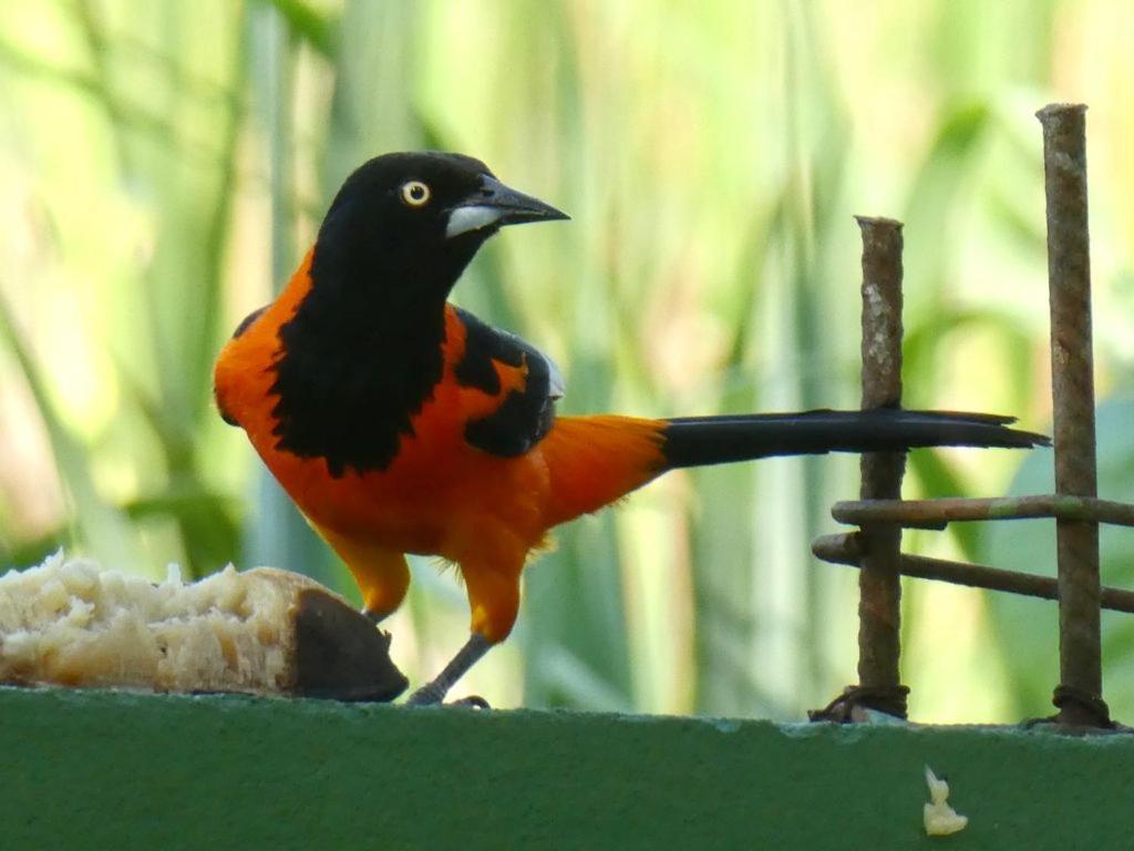 Pousada Mangue Seco Itaunas  Bagian luar foto